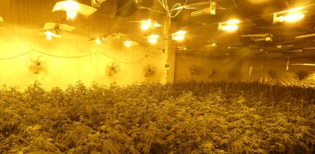 Marihuana intervenida por los Mossos en el polígono industrial Campllong de Balaguer.