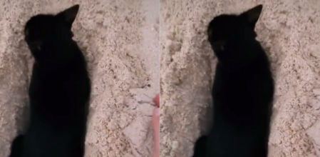 Es uno de los vídeos más comentados en redes sociales