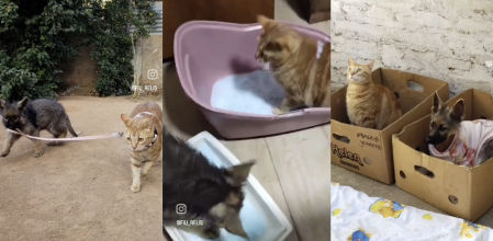 Crían a su cachorro de perro junto a su gata y el resultado es surrealista: 