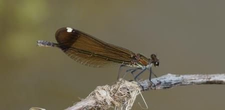 Libélula dama de cobre hembra