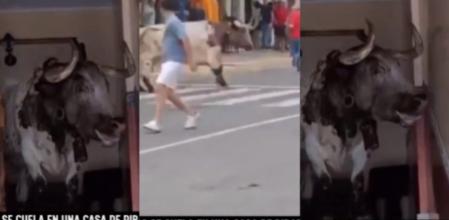 Un toro se cuela en una casa en Ribaforada