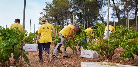 Vendimia en el viñedo Turó d'en Mota de Recaredo
