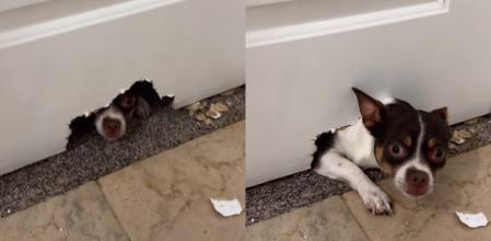 El perrito y su travesura.