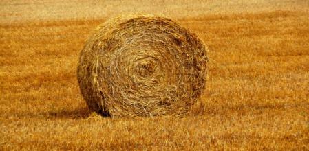 Geometrías curiosas de los campos dorados y segados en el Lluçanès.