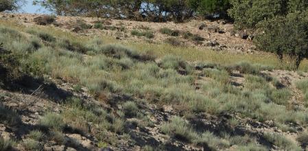 Reto visual: ¿Eres capaz de ver al milano real?