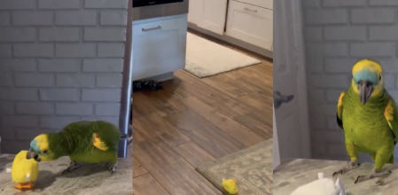 Un loro decide tirar sus peluches porque no está de humor para jugar