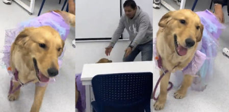 La golden retriever vestida como una princesa pasea por la clase