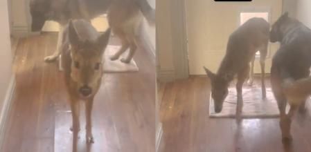 El perrito y su nuevo amigo.