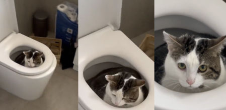 Un gato sentado dentro del váter