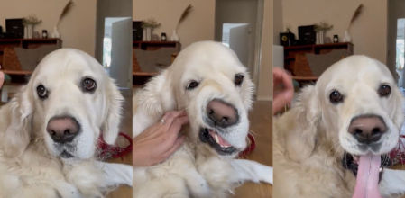 El golden retriever hace expresiones poco comunes con su rostro