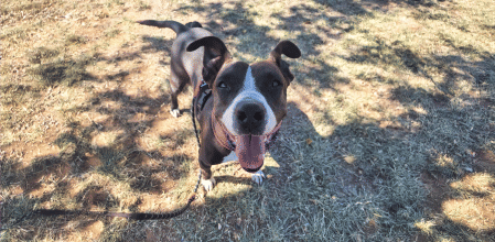 Konga necesita con urgencia una casa de acogida o adopción para poder someterse a una operación de ligamentos