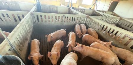 Granja de cerdos, en una imagen de archivo