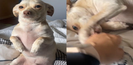 El perrito se ha dado cuenta que cuando ella empieza a cambiarse por las mañanas significa que pronto se va a ir