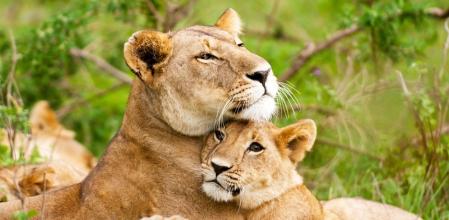 Leona y su camada en el Parque Nacional de Kruger, en Sudáfrica