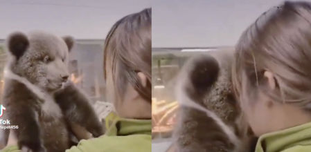 El osezno se siente muy a gusto con su cuidadora