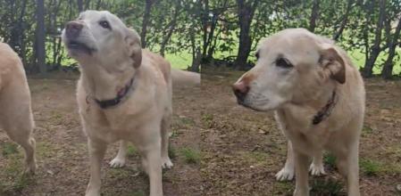 La abuela Nuca y sus trastadas.