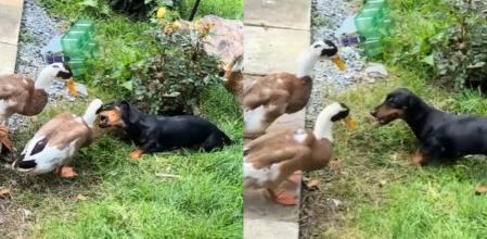 Animales para siempre.