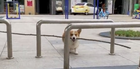 Este corgi no se rinde nunca