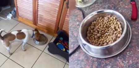 perro pienso gourmet