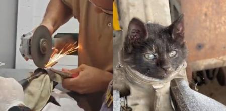 El gatito quedó atrapado en un taller.