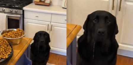 El peludo quedó con la baba caída.