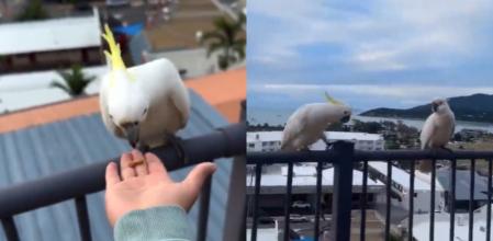 El ave y sus compañeros.