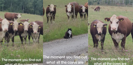 El rebaño alucinó con el gato al otro lado de la valla
