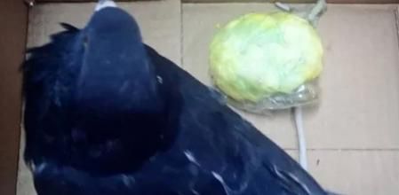 Una de las palomas capturadas