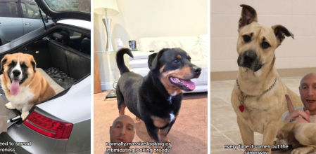 Algunos perros mezcla de raza Corgi.