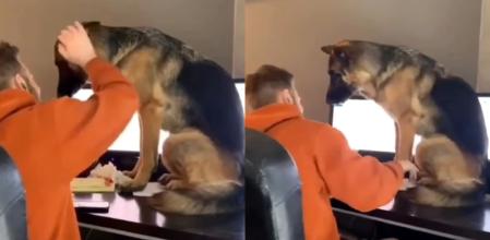 El perro y su nueva táctica.