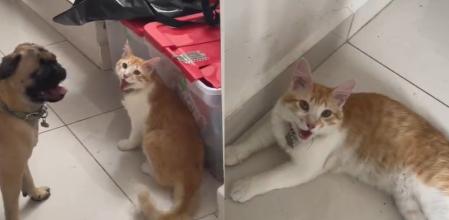 El gatito que se cree perro.