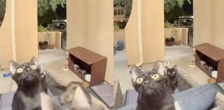 Los gatos averiguando de dónde vienen los sonidos del timbre