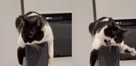 El felino hace posturas graciosas, que puede imitar a la de un avión