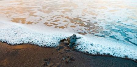 Parque Nacional Tortuguero