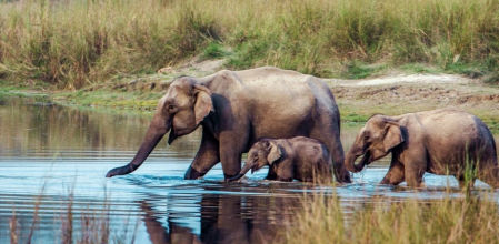 Manada de elefantes en el Parque Nacional Chitwan