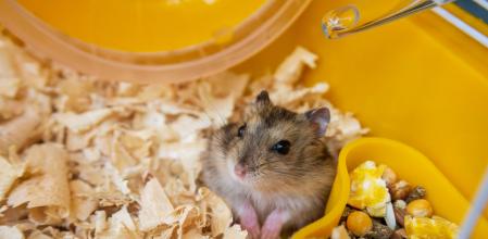 Una mujer fallece tras sufrir un shock anafiláctico por la mordedura de su hámster