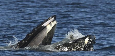 Esta foto facilitada por Blue Kingdom Whale and Wildfire Tours muestra una foca en la boca de una ballena jorobada)