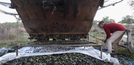 Una persona recolecta aceitunas, en un olivar de Holguera (Cáceres) a 24 de noviembre de 2023, en Cáceres, Extremadura (España). Las previsiones de producción de aceite de oliva en España se sitúan en 765.300 toneladas para la campaña 2023/24, un 15 % más que la anterior y un 34 % por debajo de la media de las últimas cuatro.