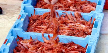 Julio y agosto son tradicionalmente los meses más óptimos para su consumo