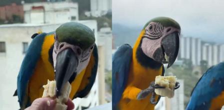 Los loros y sus meriendas.