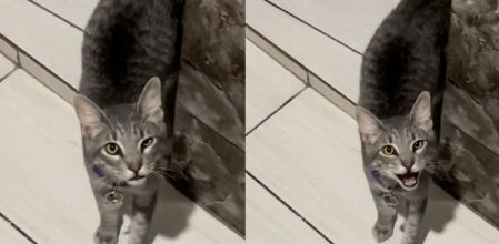 El felino hablando a su manera