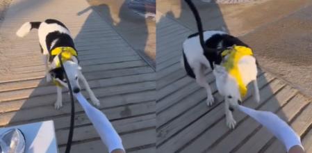 El perro intentaba quitarle el calcetín a su dueña.