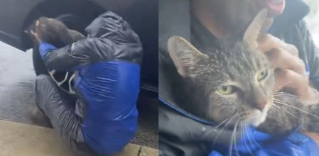 El felino se había refugiado debajo del coche