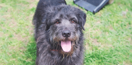 ¡Dale una segunda oportunidad a Lucky! Adopta a este joven perro que busca un hogar lleno de amor