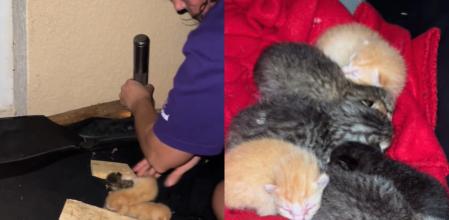 Los gatitos fueron salvados.