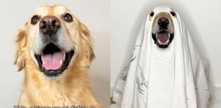 disfraz halloween junta perro