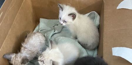 Uno de los gatos se quedó con la familia Grimes