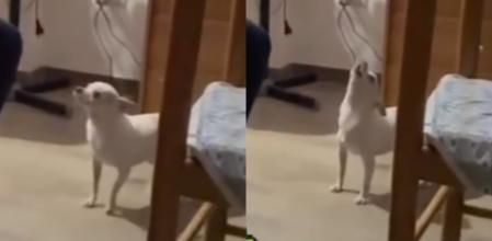 El perrito Nintendo.