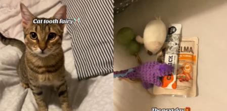 El gato y su diente.