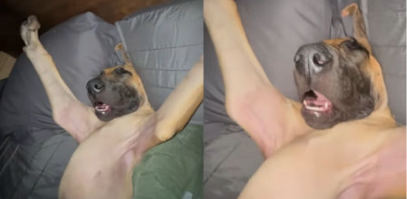 El gran danés duerme en la cama de su compañero humano